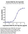 Human VEGF R2/KDR Protein (VGF-HM4R2)