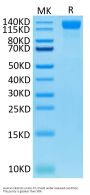 Human VEGF R2/KDR Protein (VGF-HM4R2)