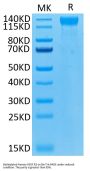 Biotinylated Human VEGF R2/KDR Protein (VGF-HM4R2B)