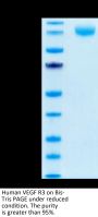 Human VEGF R3/FLT4 Protein (VGF-HM4R3)