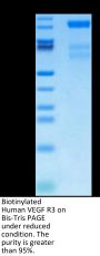 Biotinylated Human VEGF R3/FLT4 Protein (VGF-HM4R3B)