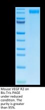 Mouse VEGF R2/KDR Protein (VGF-MM1R2)