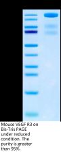 Mouse VEGF R3/FLT4 Protein (VGF-MM2R3)
