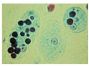 Anti-Entamoeba histolytica Mouse Monoclonal Antibody - Library Pack (150101) - 5x 100μg