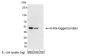 Anti-6 His [Polyclonal] – HRP Conjugate - 100 µg