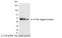 Anti-6 His Antibody, HRP Conjugate - 100 µg
