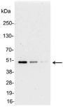 Anti-AU5 Antibody (18820) - 100 µg
