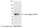 Anti-C-Myc [Polyclonal] — HRP - 100 µg