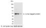 Anti-c-myc Antibody, HRP conjugate (18826P) - 100 µg