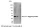 Anti-Glutathione-S-Transferase (GST) Antibody, HRP conjugate (18844P) - 100 µg