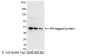 Anti-HA Rabbit [Polyclonal] – HRP Conjugate - 100 µg