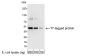 Anti-T7 Antibody, HRP Conjugate - 100 µg