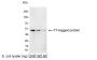 Anti-T7 Rabbit [Polyclonal] – HRP Conjugate - 100 µg
