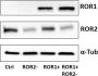 Anti-V5 Antibody, HRP conjugate (18870P) - 100 µg