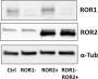 Anti-V5 Antibody, HRP conjugate (18870P) - 100 µg
