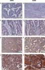 Anti-V5 Antibody, HRP conjugate (18870P) - 100 µg
