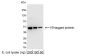 Anti-V5 Antibody, HRP conjugate (18870P) - 100 µg