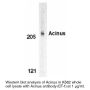 Anti-Human Acinus (C--Terminus 1) - 0.1 mg