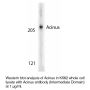 Anti-Human Acinus (Intermediate Domain) - 0.1 mg