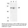 Anti-Human Apoptosis Inducing Factor (CT) (AIF) - 0.1 mg