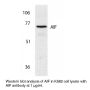 Anti-Human Apoptosis Inducing Factor (NT) (AIF) - 0.1 mg