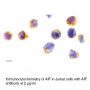 Anti-Human Apoptosis Inducing Factor (NT) (AIF) - 0.1 mg