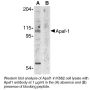 Anti-Human Apoptosis Protease Activating Factor-1 (NT) (Apaf-1) - 0.1 mg