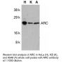 Anti-Human Apoptosis Repressor with CARD Domain (CT) (ARC) - 0.1 mg