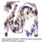 Anti-Human Apoptosis Related Protein (NT) (ARTS) - 0.1 mg