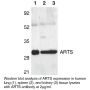 Anti-Human Apoptosis Related Protein (NT) (ARTS) - 0.1 mg