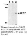 Anti-Human Autophagy protein 7 (NT) (APG7) - 0.1 mg