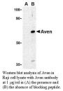 Anti-Human Aven (NT) - 0.1 mg