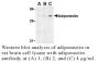 Anti-Human Adiponectin (NT) - 0.1 mg