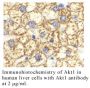 Anti-Human Akt1 - 0.1 mg