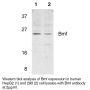Anti-Human Bcl-2 Modifying Factor (NT) (BMF) - 0.1 mg