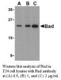 Anti-Human Bad - 20 µg