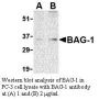 Anti-Human BAG-1 (NT) - 0.1 mg