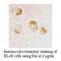 Anti-Human Bax (NT) - 20 µg