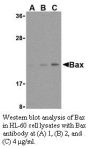 Anti-Human Bax (NT) - 20 µg