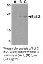 Anti-Human Bcl-2 (Intermediate Domain) - 0.1 mg