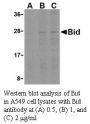 Anti-Human BID (Intermediate Domain) - 0.1 mg