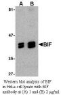 Anti-Human Bif - 0.1 mg