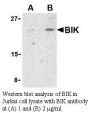 Anti-Human Bik - 0.1 mg