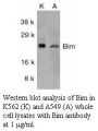 Anti-Human Bim (Intermediate Domain-1) - 0.1 mg