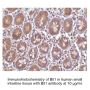 Anti-Human Bit1 (Intermediate Domain) - 0.1 mg