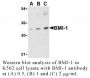Anti-Human BMI-1 (Intermediate Domain) - 0.1 mg