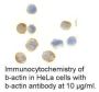 Anti-Human beta-Actin (CT) - 0.1 mg
