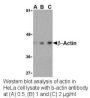 Anti-Human beta-Actin (CT) - 0.1 mg