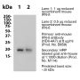 Anti-Mouse IFNß - Purified <i>in vivo </i>PLATINUM™ Functional Grade - 50 mg