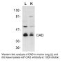 Anti-Mouse Caspase Activated Deoxyribonuclease (CT) (CAD) - 20 µg